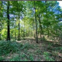 36 Acres in Simpson County in Mendenhall MS images 5