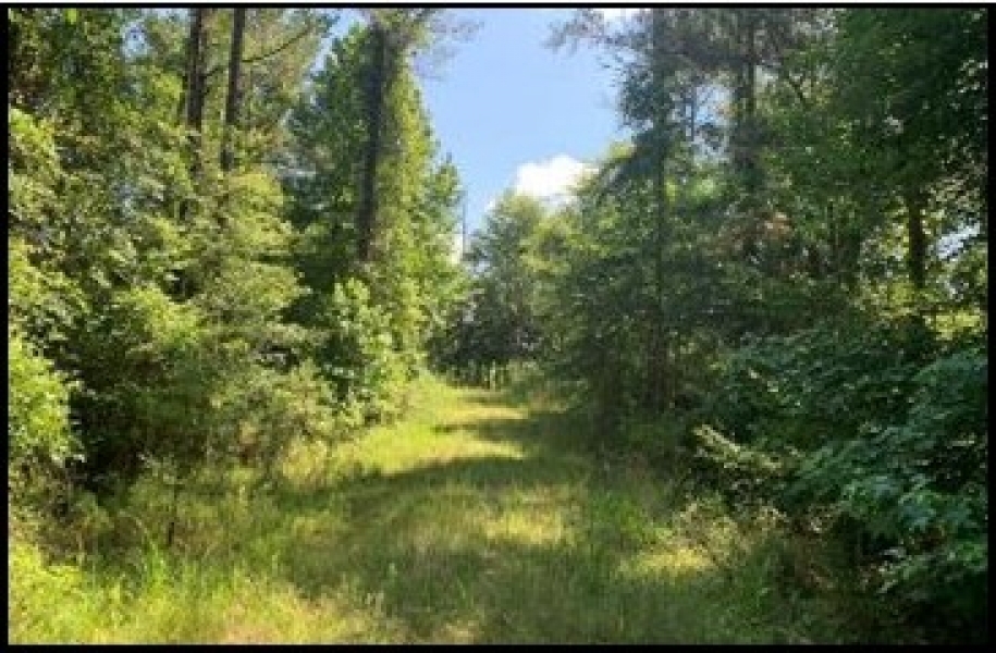 500 Acres in Adams County in Roxie MS Hunting Land for Sale