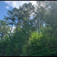 500 Acres in Adams County in Roxie MS images 3