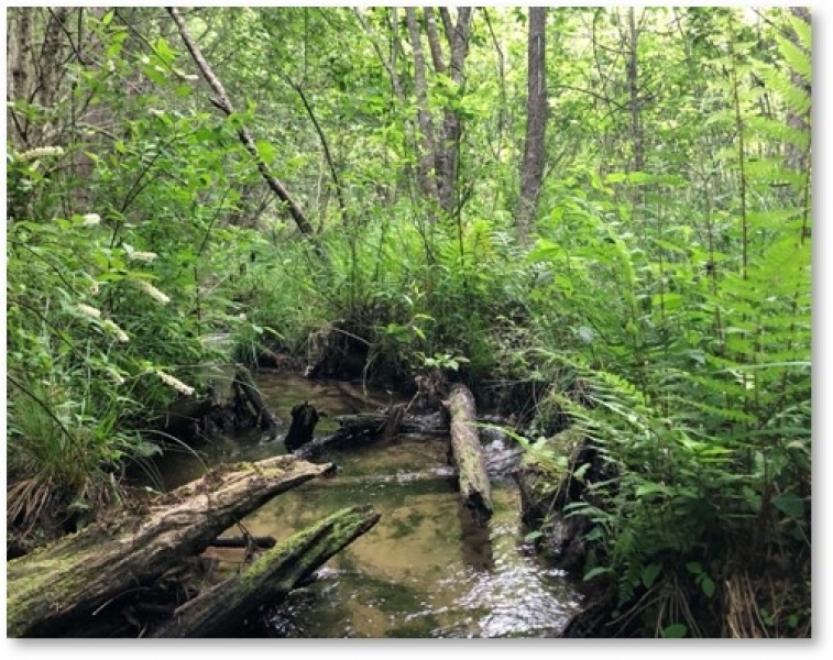 40 Acres in Neshoba County in Union MS Hunting Land for Sale