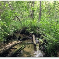 40 Acres in Neshoba County in Union MS images 1