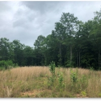 40 Acres in Neshoba County in Union MS images 2