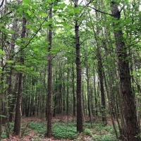 40 Acres in Neshoba County in Union MS images 3