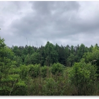 40 Acres in Neshoba County in Union MS images 4