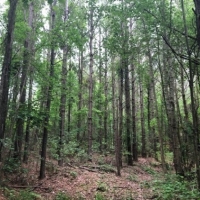 40 Acres in Neshoba County in Union MS images 5