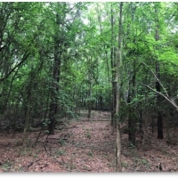 40 Acres in Neshoba County in Union MS images 6