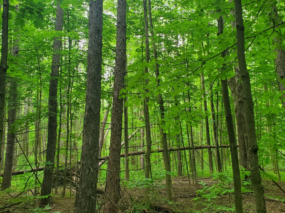 25 acre Forest Land Pulaski NY featured image