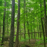 25 acre Forest Land Pulaski NY