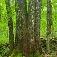 25 acre Forest Land Pulaski NY images 2