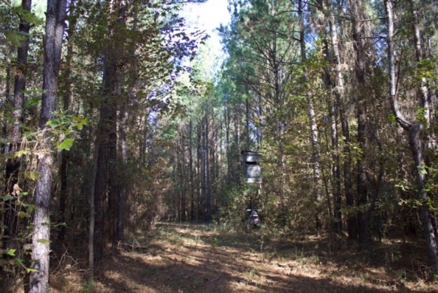 183.5 Acres in Winston County in Louisville MS featured image