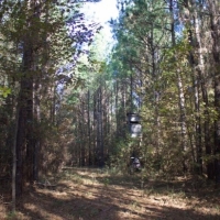 183.5 Acres in Winston County in Louisville MS