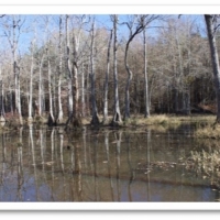 183.5 Acres in Winston County in Louisville MS images 2