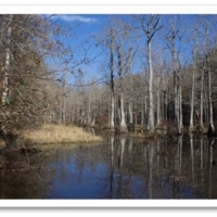 183.5 Acres in Winston County in Louisville MS images 3