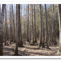 183.5 Acres in Winston County in Louisville MS images 4