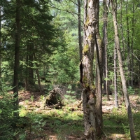 18 acres Adirondack Land at Number Four Road Near Stillwater Reservoir images 3