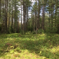 18 acres Adirondack Land at Number Four Road Near Stillwater Reservoir images 5