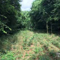 LA - Morehouse McIntosh 220 acres - images 2