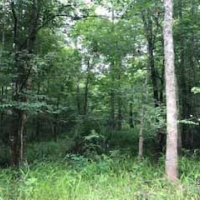 LA - Morehouse McIntosh 220 acres - images 3