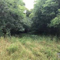 LA - Morehouse McIntosh 220 acres - images 4