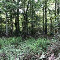 LA - Morehouse McIntosh 220 acres - images 5