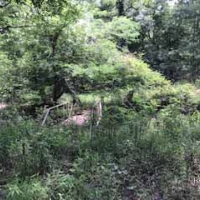 LA - Morehouse McIntosh 220 acres - images 6