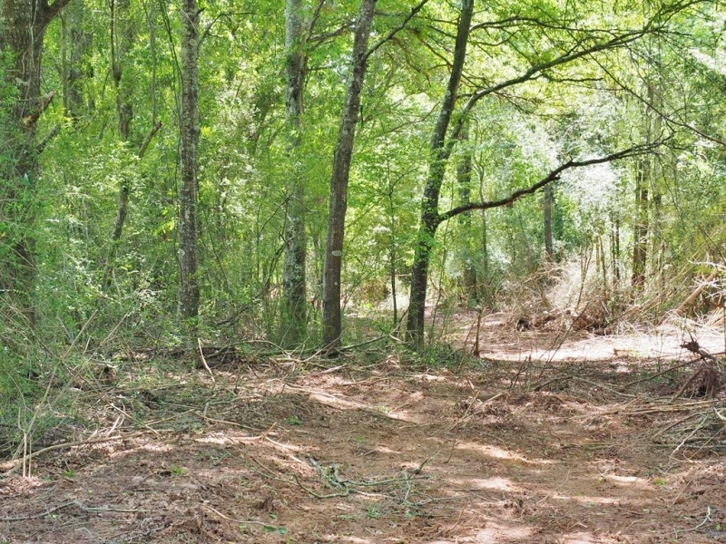 24.47 Acres Land for Sale Mini Farm Hunting Southwest MS featured image