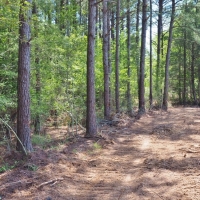 24.47 Acres Land for Sale Mini Farm Hunting Southwest MS images 5