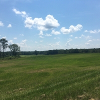 Pasture Woods