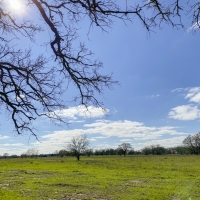 15 Acres Tract 6 Mustang Oaks images 2