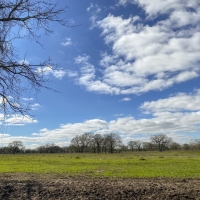 15 Acres Tract 6 Mustang Oaks images 4