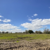 15 Acres Tract 6 Mustang Oaks images 6