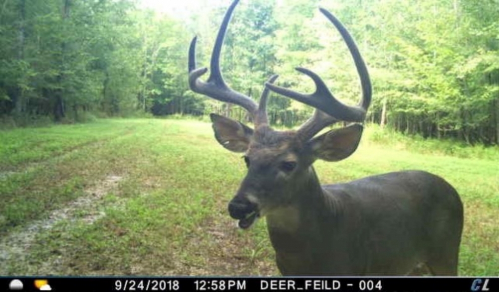 2145 Acres in Montgomery County at Walker Farms in Kilmichael MS featured image