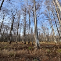 2145 Acres in Montgomery County at Walker Farms in Kilmichael MS images 4