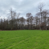 2145 Acres in Montgomery County at Walker Farms in Kilmichael MS images 6