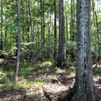 Woolsey Flint River Preserve images 3