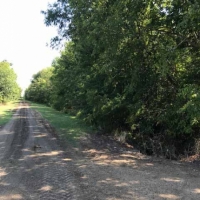 LA - Madison Skillet Head 480 acres - images 6
