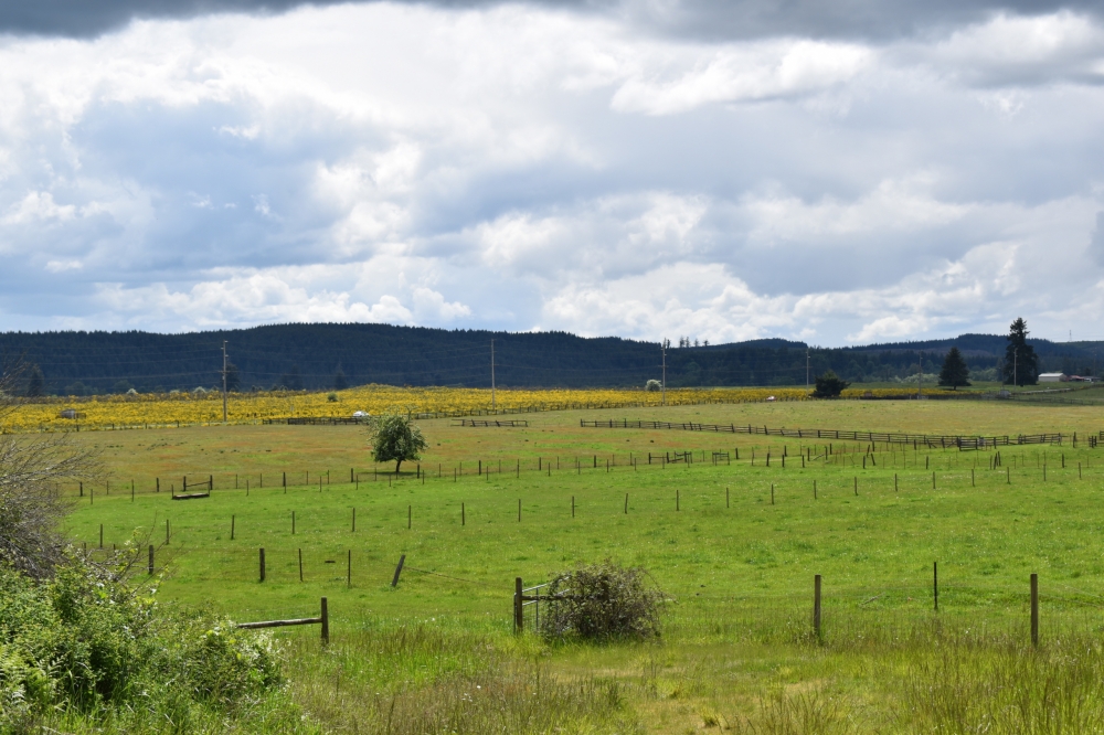 Lemon Hill Ranch featured image