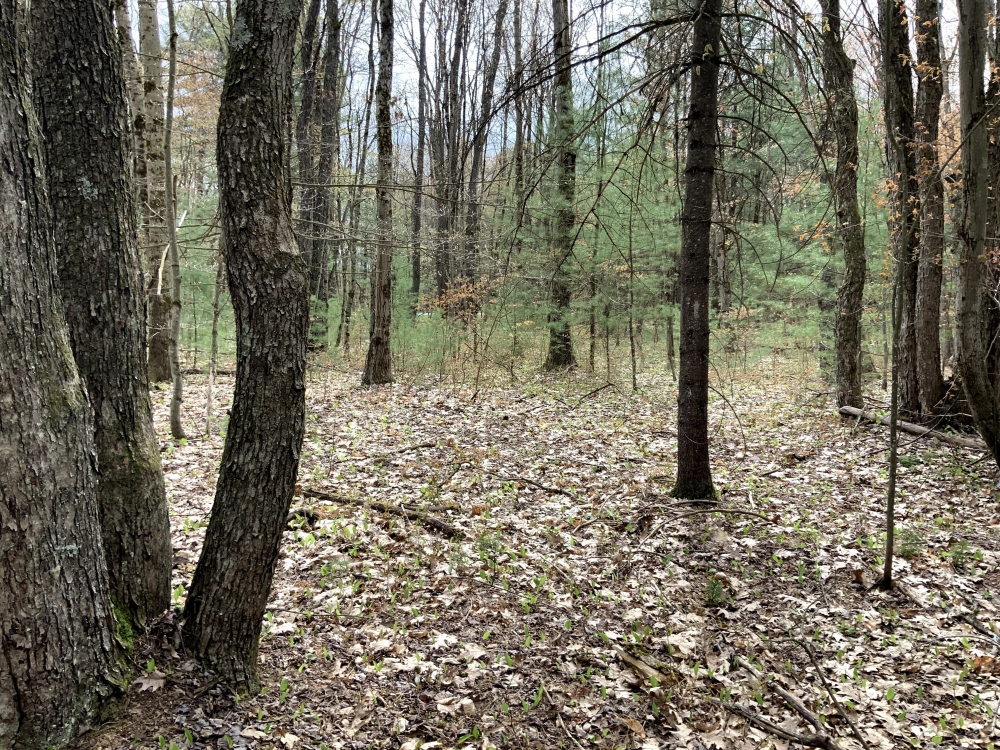 7 acres Hunting Land near Oneida Lake featured image