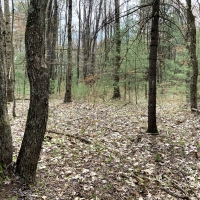 7 acres Hunting Land near Oneida Lake