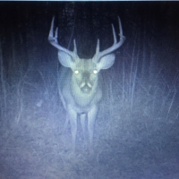 LA - Tensas Lil Dab Hunting Club 159 acres - images 3