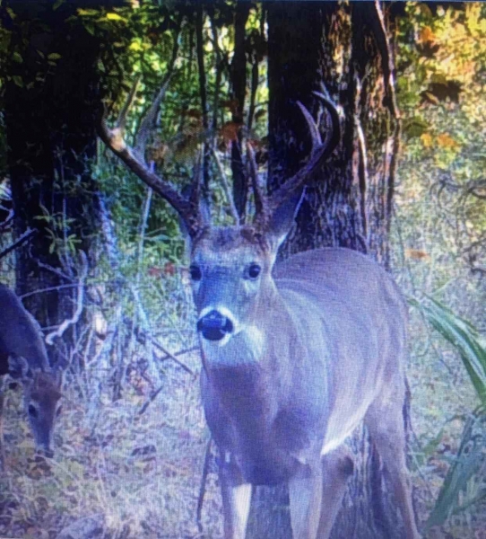 LA Tensas Lil Dab Hunting Club 159 acres Hunting Land for Sale