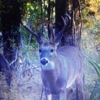 LA - Tensas Lil Dab Hunting Club 159 acres - images 4