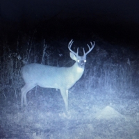 LA - Tensas Lil Dab Hunting Club 159 acres - images 5