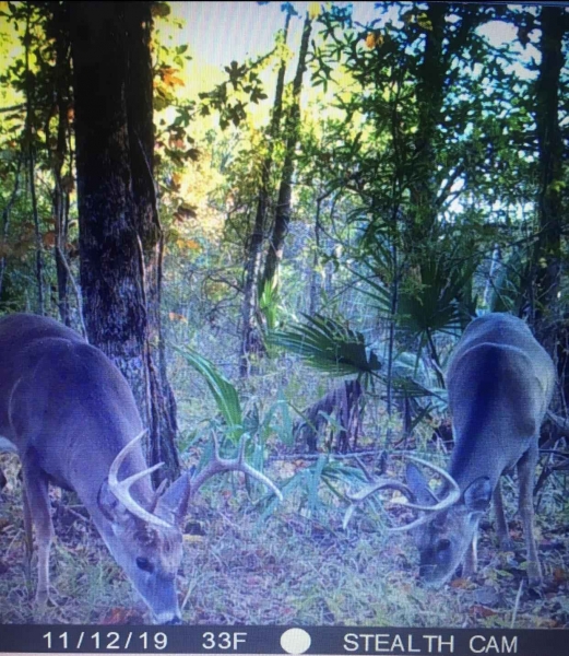 LA Tensas Lil Dab Hunting Club 159 acres Hunting Land for Sale