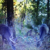 LA - Tensas Lil Dab Hunting Club 159 acres - images 6