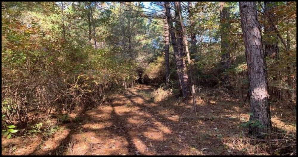 15 A Acres in Neshoba County in Philadelphia MS featured image