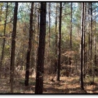 15 A Acres in Neshoba County in Philadelphia MS images 2