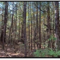 15 A Acres in Neshoba County in Philadelphia MS images 3