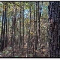 15 A Acres in Neshoba County in Philadelphia MS images 4