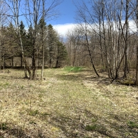 11.8 acres Hunting Land with Building Site Florence NY images 2